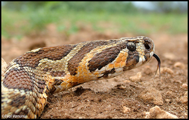 Palestinian Viper