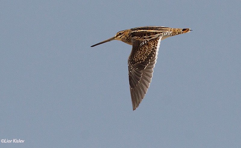 Common Snipe Gallinago gallinago,Maagan Michael,September 2014 .Lior Kislev