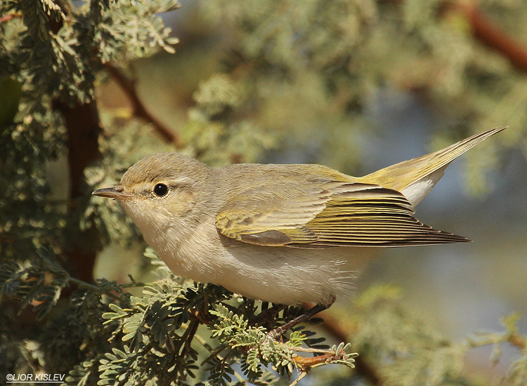       Eastern Bonelli's Warbler  Phylloscopus bonelli orientalis,Eilat ,march 2012,Lior Kislev