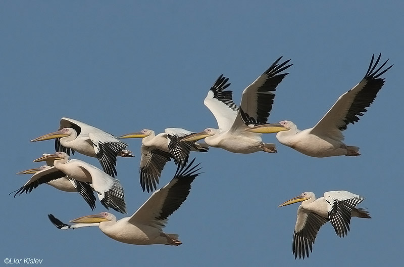   White Pelican  Pelecanus onocrotalus ,Nachsholim fish ponds Carmel coast,October 2005, Lior Kislev                 