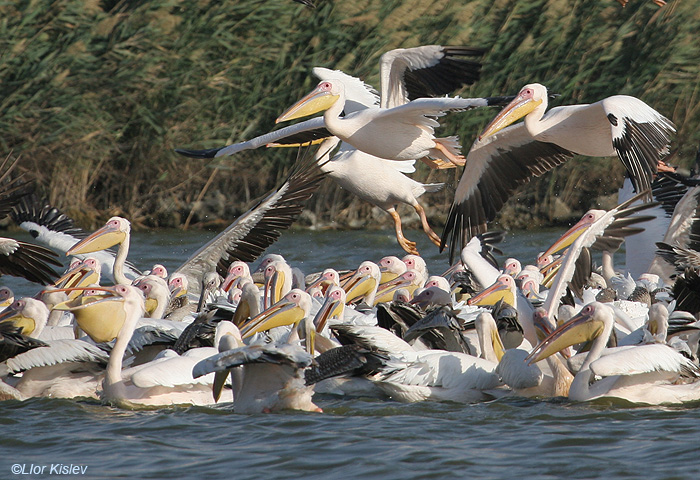    White Pelican  Pelecanus onocrotalus                      , 2005,: 