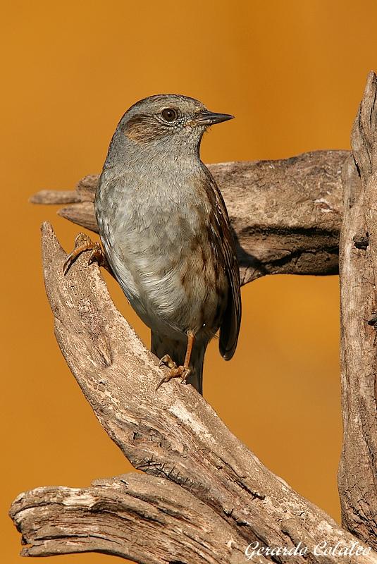     Dunnock Prunella modularis                            2008.:  