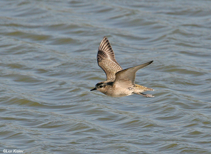     American Golden Plover  Pluvialis dominica       , 2008.:  