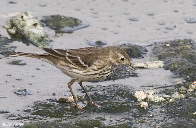   Buff-bellied Pipit  Anthus rubescens japonicus  ''1, , 2008.               : 