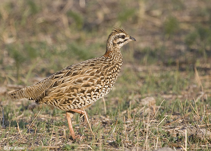    Black Francolin Francolinus francolinus                 , 2008.: 