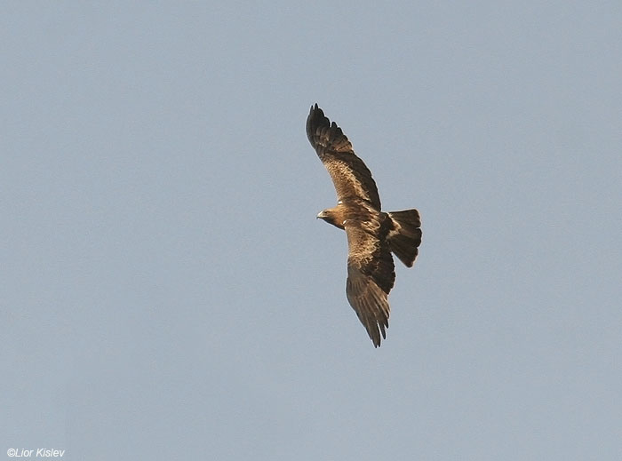 עיט גמדי Booted Eagle Hieraaetus pennatus                                יוטבתה, הערבה, מרץ 2009.צלם:ליאור כסלו