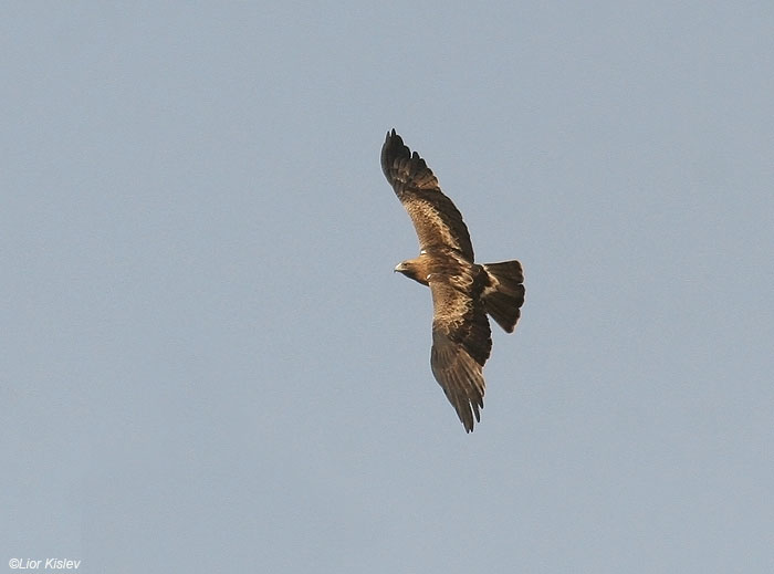   Booted Eagle Hieraaetus pennatus                                , ,  2009.: 