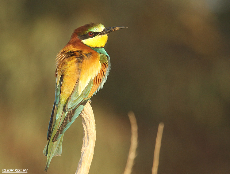 birds of israel kingfishers to woodpeckers european bee eater