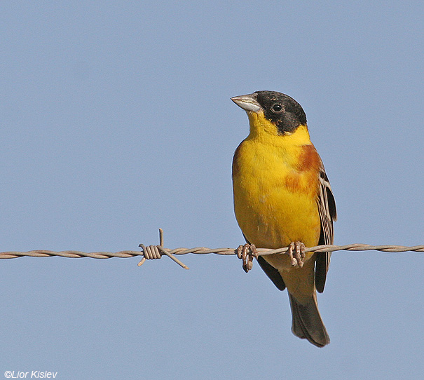    Black-headed Bunting Emberiza melanocephala          , 2008.: .