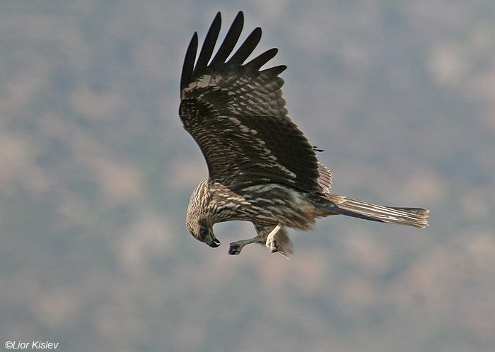   Black Kite Milvus migrans                                                     ,  2008,: 