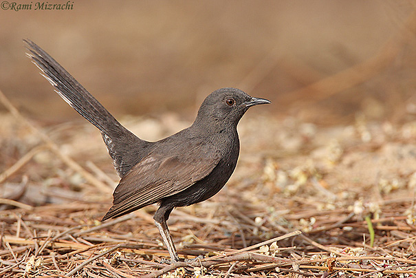    Black-bush Robin  Cercotrichas podobe                    , 2008.: 