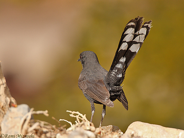    Black-bush Robin  Cercotrichas podobe                    , 2008.: 