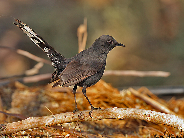    Black-bush Robin  Cercotrichas podobe                    , 2008.: 