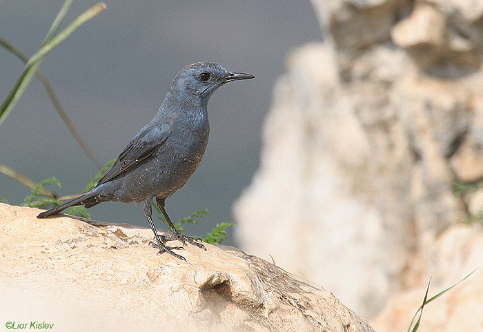     Blue Rock-Thrush Monticola solitarius                          ,  2009.: .