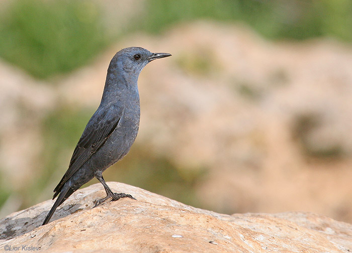     Blue Rock-Thrush Monticola solitarius                          ,  2009.: .