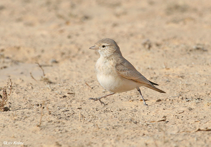     Bar-tailed Lark Ammomanes cincturus            ,   , 2006. :  