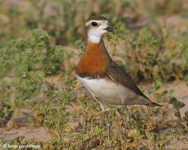     Caspian Plover Charadrius asiaticus                           77 , 2006