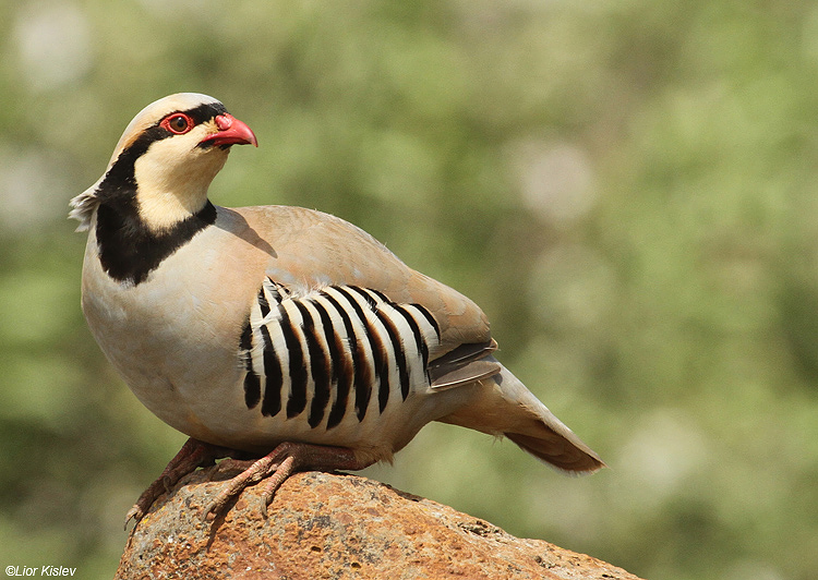  Chukar  Alectoris chukar  Bacha valley,Golan 03-05-11  Lior Kislev                     