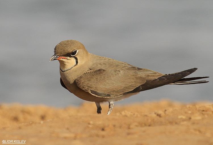   .Collared Pratincole  Glareola pratincola , km 20 salt ponds , Eilat , April 2012. Lior Kislev