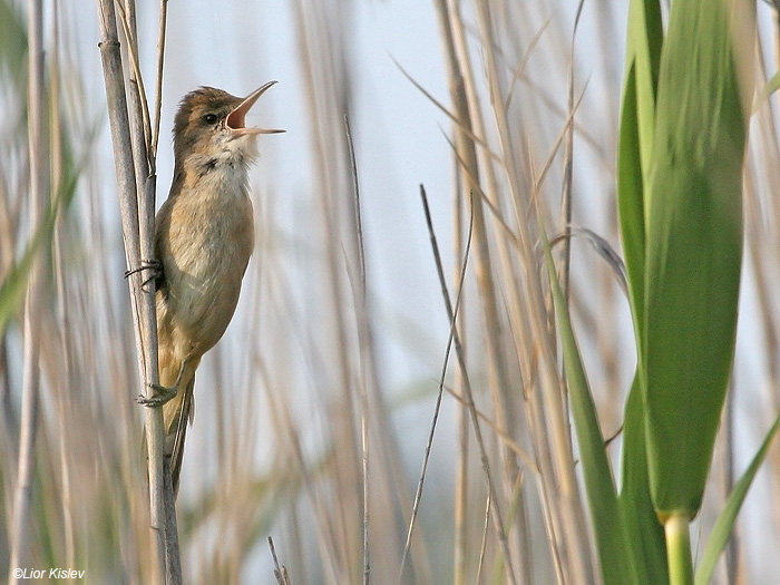      Clamorous Reed Warbler                        Acrocephalus stentoreus  , 2009.: .