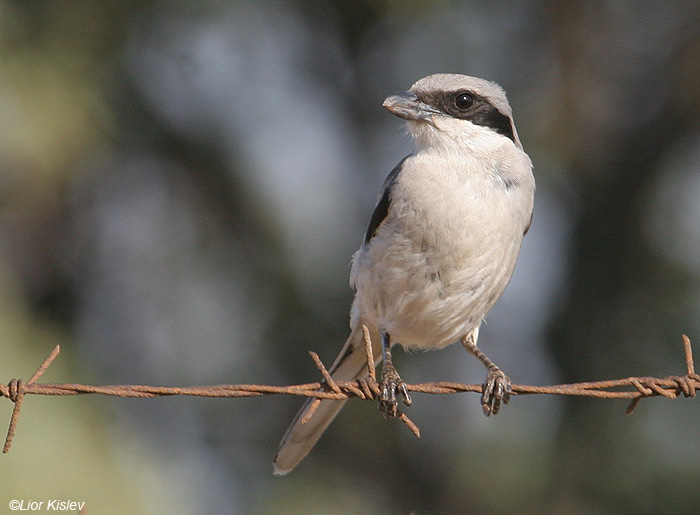   Great Grey ShrikeLanius excubitor                                , ,  2008.: 