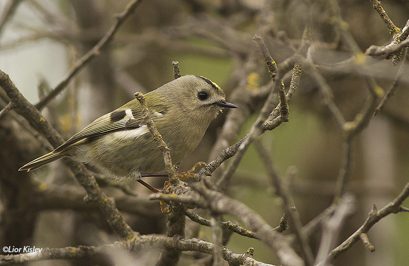 Goldcrest, Regulus regulus , Elrom, December 2014 Lior Kislev