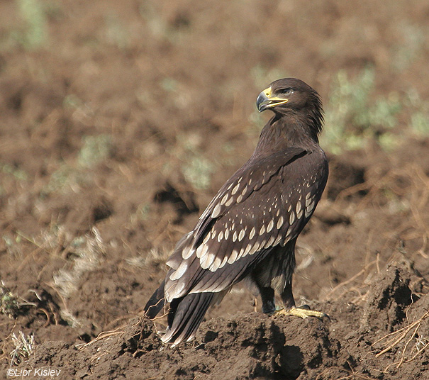    Greater Spotted Eagle   Aquila clanga         , 2008,: 