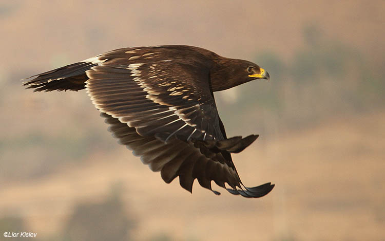       Greater Spotted Eagle   Aquila clanga Beit Shean valley,Israel, November  2010 Lior Kislev     