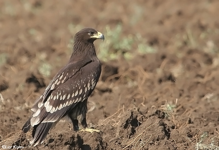      Greater Spotted Eagle   Aquila clanga  Fulvescens    , 2008,: 