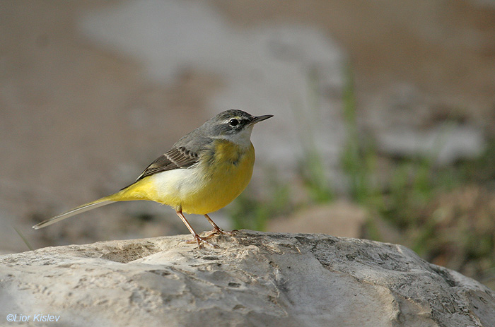   Grey Wagtail  Motacilla cinerea                                    ,  , 2009,: 