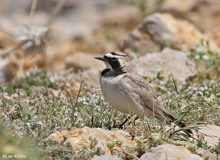      Horned Lark  Eremophila alpestris                               , 2008.: 