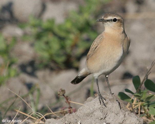     Isabelline Wheatear  Oenanthe isabellina                , 2008.  