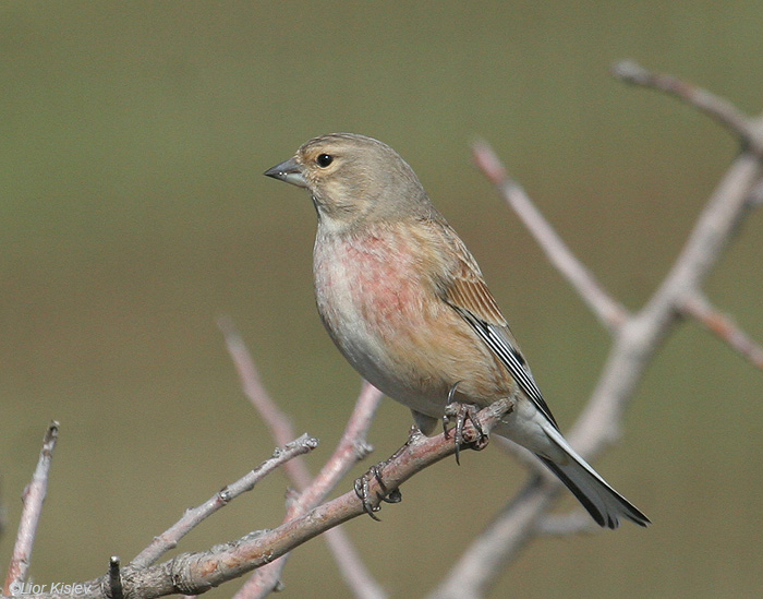    Common Linnet Carduelis cannabina           , , 2009.   : 