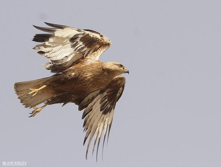     Long Legged  Buzzard  Buteo rufinus ,Kibbutz Ketura Arava valley ,Israel ,March  2012 .Lior Kislev                                       