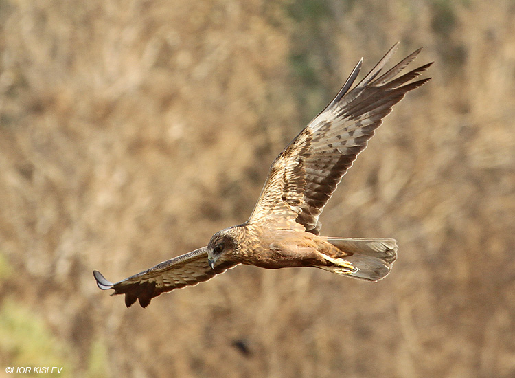  Marsh Harrier  Circus aeruginosus    ,Eilat , Israel ,06-04-10 Lior Kislev                           