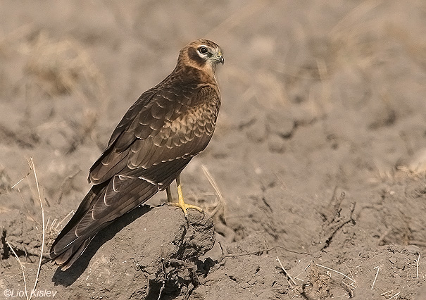    Montagus Harrier Circus pygargus                          ,  2008.: 