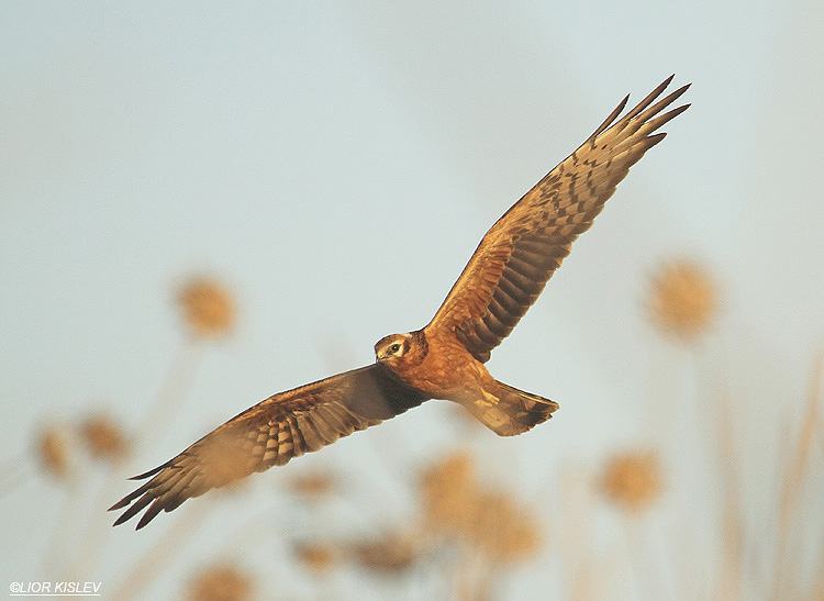             Montagus Harrier Circus pygargus   Wadi Meitzar, Golan 15-10-11 Lior Kislev         