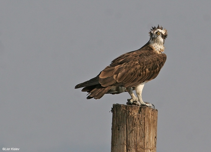   Osprey  Pandion haliaetus                                                 ,  2007 .: 