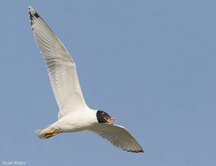    Palla's Gull Larus ichthyaetus                                    2007.: 