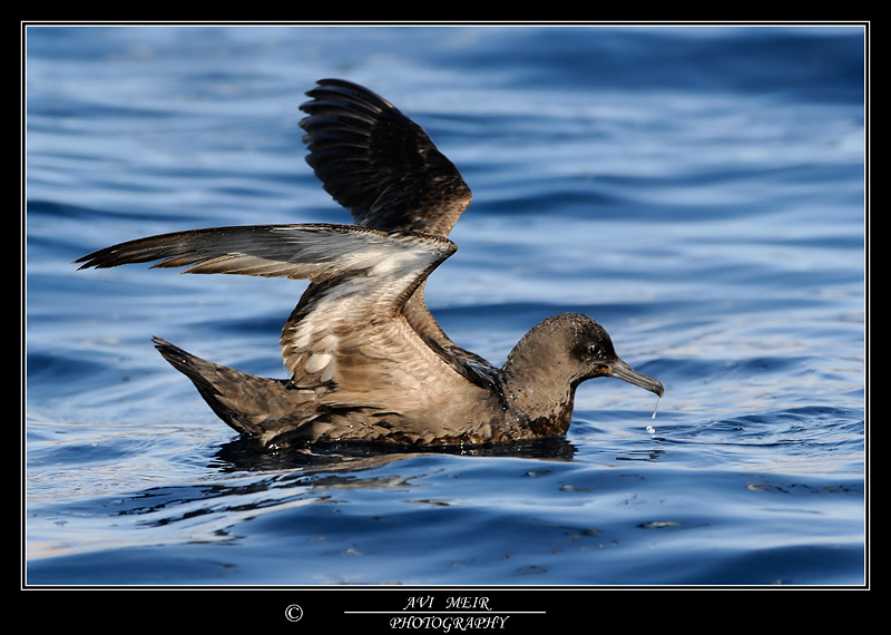     Sooty Shearwater Pffinus grisues                                     , 2008,: .