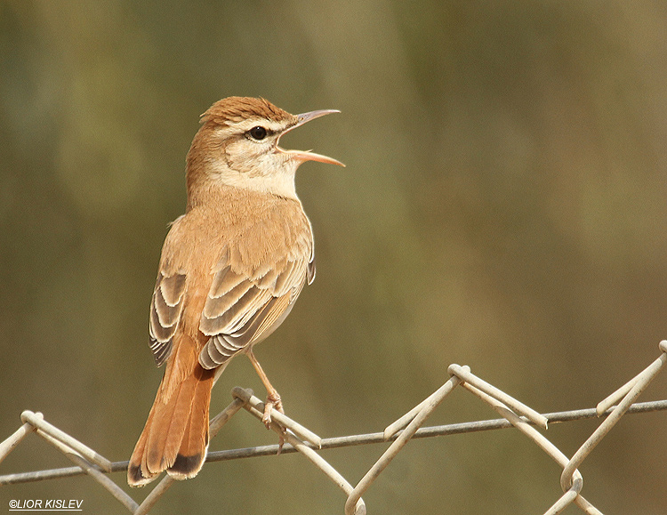   Rufous Bush Robin  Cercotrichas galactotes  ,Neot Smadar , Israel.30-04-12.  Lior Kislev