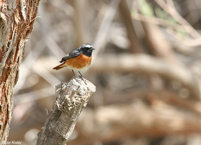    Common Redstart     1   2006                    Phoenicurus phoenicurus   samamisicus