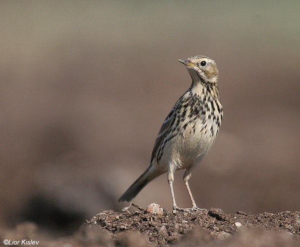       Red-throated Pipit Anthus cervinus                   ,, 2008.: 