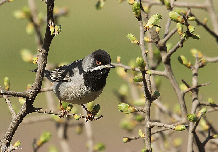    Ruppell's Warbler Sylvia rueppelli  .Mt Hermonit,Golan 31 -03-11  Lior Kislev           