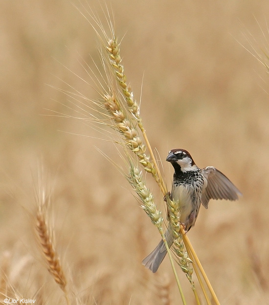     Spanish Sparrow  Passer hispaniolensis                         2009.: 