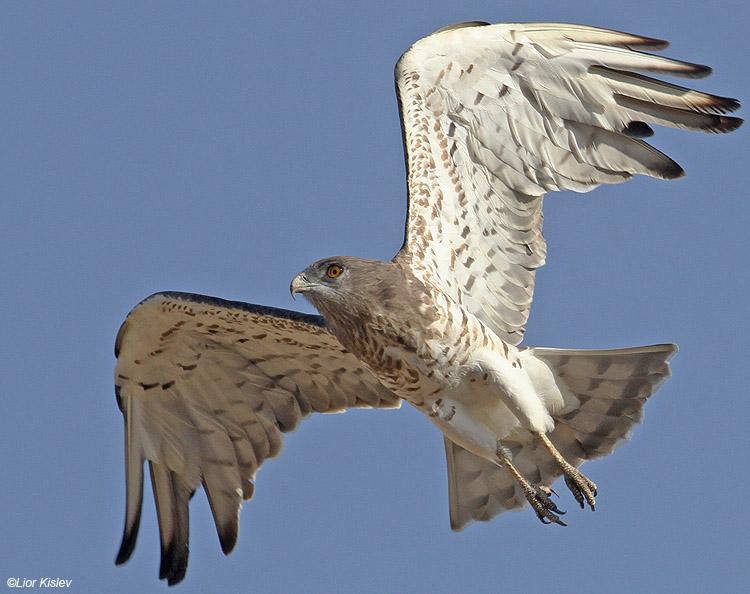    Short Toed Eagle  Circaetus gallicus , Hula valley ,Israel,October  2010.Lior Kislev    