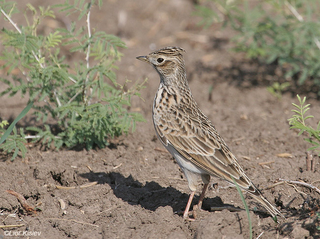    Eurasian Skylark  Alauda arvensis                            , 2008.: .