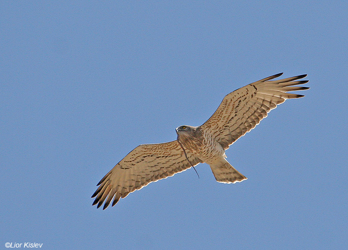    Short Toed Eagle  Circaetus gallicus                ,  2008,: 