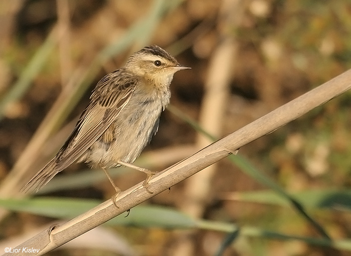   Sedge Warbler  Acrocephalus schoenobaenus             ,, 2006.:   