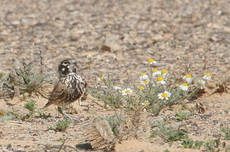     Thick-billed Lark  Ramphocoris clotbey                 , . 2008